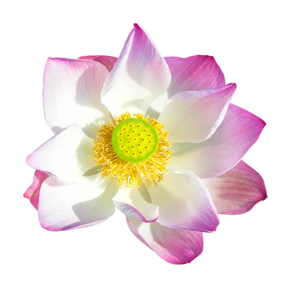 Flor de loto aislada sobre fondo blanco. — Foto de Stock