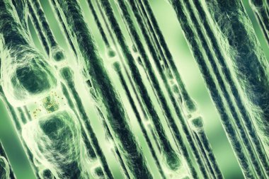 SYNAPSE ve elektrik kimyasal sinyal göndererek nöron hücreleri. 3D render