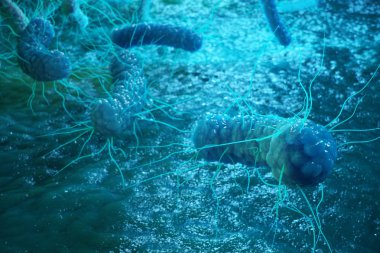 3B oluşturmayı Enterobacterias. Gram negativas bakteri, salmonella, escherichia coli, klebsiella yersinia pestis gibi bakteriler