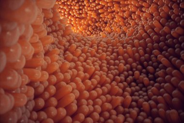 3D çizim yakın çekim bağırsak villus. Bağırsak astar. Mikroskobik villus ve kılcal. İnsan bağırsak. Sağlıklı ya da hastalıklı bağırsak kavramı