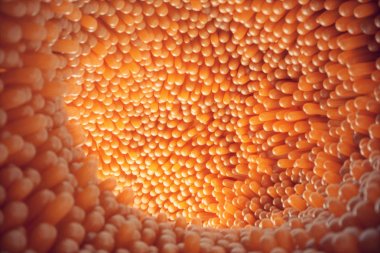 3D çizim yakın çekim bağırsak villus. Bağırsak astar. Mikroskobik villus ve kılcal. İnsan bağırsak. Sağlıklı ya da hastalıklı bağırsak kavramı