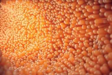 3D çizim yakın çekim bağırsak villus. Bağırsak astar. Mikroskobik villus ve kılcal. İnsan bağırsak. Sağlıklı ya da hastalıklı bağırsak kavramı