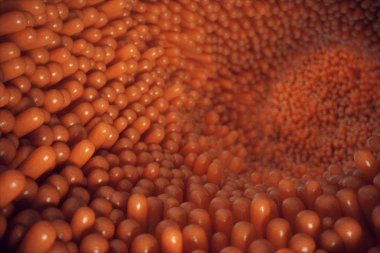 3D çizim yakın çekim bağırsak villus. Bağırsak astar. Mikroskobik villus ve kılcal. İnsan bağırsak. Sağlıklı ya da hastalıklı bağırsak kavramı