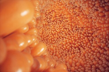 3D çizim yakın çekim bağırsak villus. Bağırsak astar. Mikroskobik villus ve kılcal. İnsan bağırsak. Sağlıklı ya da hastalıklı bağırsak kavramı