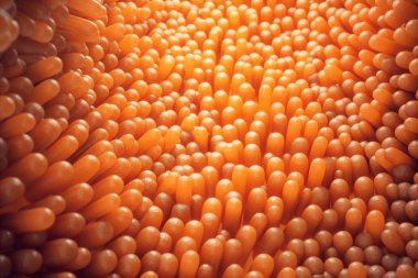 3D çizim yakın çekim bağırsak villus. Bağırsak astar. Mikroskobik villus ve kılcal. İnsan bağırsak. Sağlıklı ya da hastalıklı bağırsak kavramı