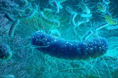 3B oluşturmayı Enterobacterias. Gram negativas bakteri, salmonella, escherichia coli, klebsiella yersinia pestis gibi bakteriler