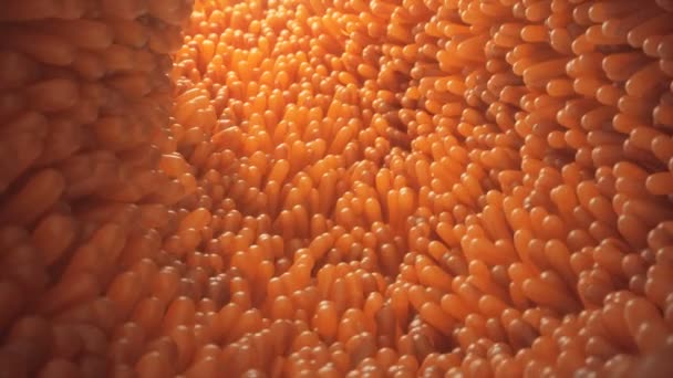 3D-animation närbild Intestinal villi. Intestinskt foder. Mikroskopiska villi och kapillär. Människans inälvor. Begreppet frisk eller sjuk tarm. — Stockvideo