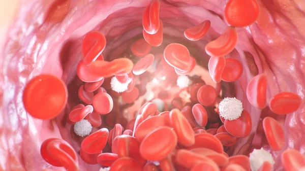 Red blood cells inside an artery, vein. Flow of blood inside a living organism. Scientific and medical concept. Transfer of important elements in the blood to protect the body, 3d illustration