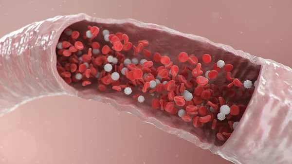 断面動脈ビュー 動脈内の赤血球 健康な血流だ 科学と医学の概念 体を保護するために血液中の重要な要素の転送 3Dイラスト — ストック写真