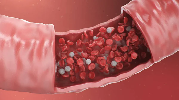 Atardamardaki Alyuvar Hücrelerinin Boyutlu Çizimi Sağlıklı Arteriyel Kesit Kan Akışı — Stok fotoğraf