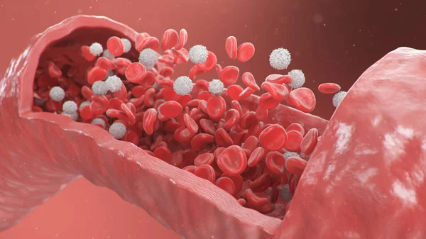 Cross section artery view. Red blood cells inside an artery, vein. Healthy blood flow. Scientific and medical concept. Transfer of important elements in the blood to protect the body, 3d illustration