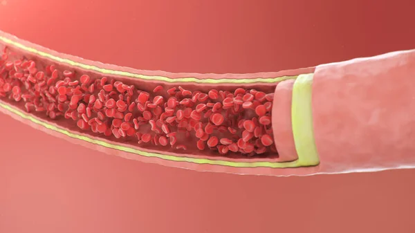 Cross section artery view. Red blood cells inside an artery, vein. Healthy blood flow. Scientific and medical concept. Transfer of important elements in the blood to protect the body, 3d illustration