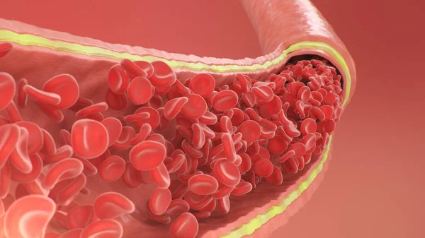 Cross section artery view. Red blood cells inside an artery, vein. Healthy blood flow. Scientific and medical concept. Transfer of important elements in the blood to protect the body, 3d illustration