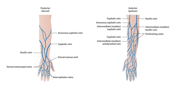 Venen-Plot im Arm-Illustrationsvektor auf weißem Hintergrund — Stockvektor
