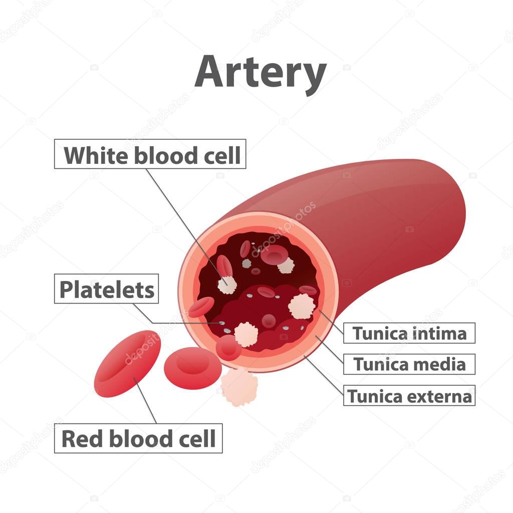 Artery illustration vector on white background. Medical concept.