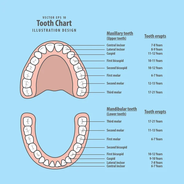 Gráfico de dentes com erupções dentárias vetor de ilustração no backgr azul —  Vetores de Stock