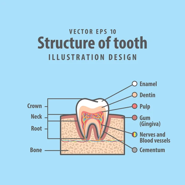 Struttura a sezione trasversale all'interno del diagramma dei denti e del grafico illustrat — Vettoriale Stock