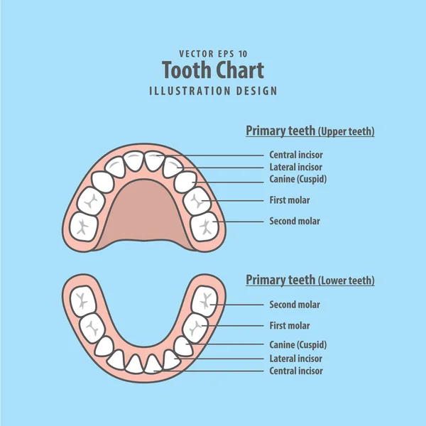 Podstawowego wykresu wektor ilustracja ząb zęby na niebieskim tle — Wektor stockowy