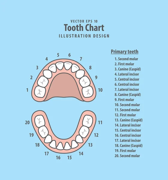 Diente Gráfico Dientes primarios con número ilustración vector en blu — Vector de stock