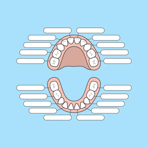 Zahndiagramm Primärzähne blanko Illustrationsvektor auf blauem Rücken — Stockvektor