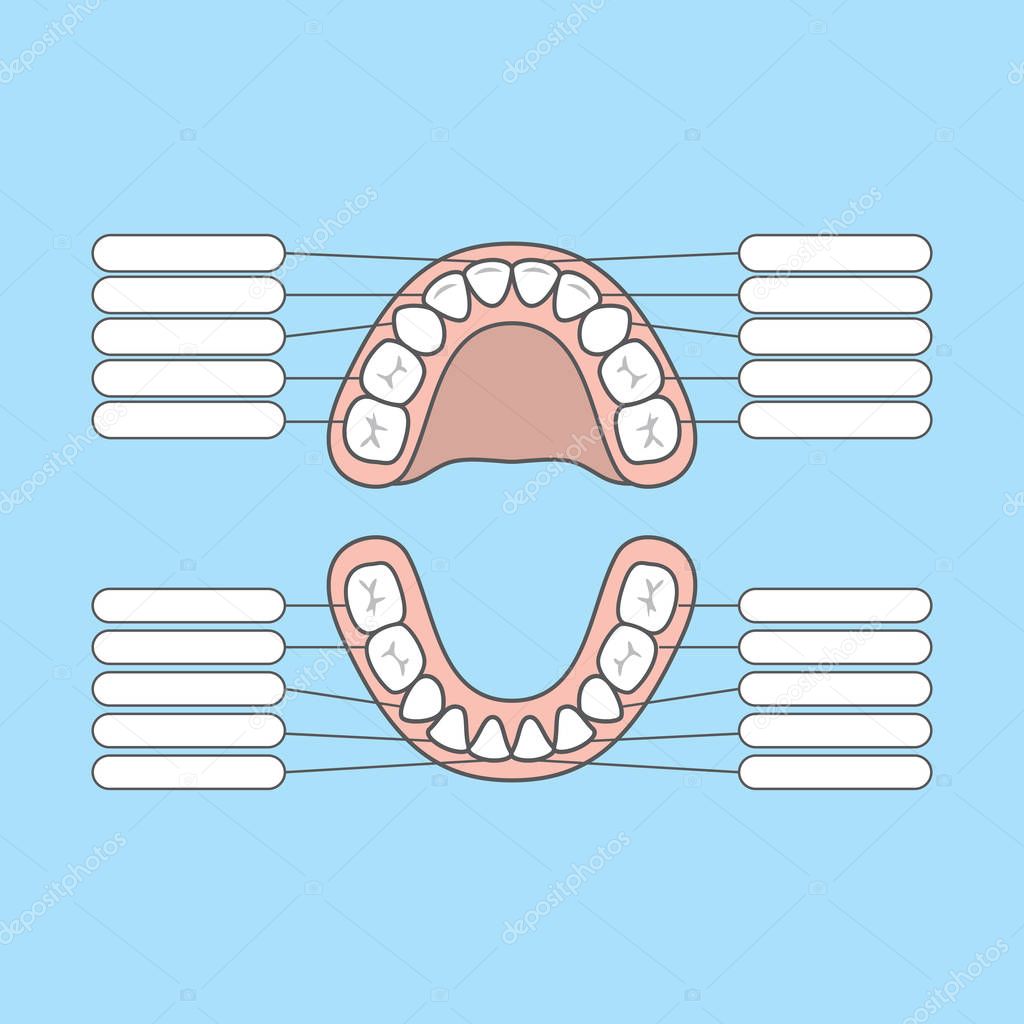 Blank tooth chart Tooth Chart Primary teeth Blank 