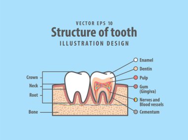 Cross-section structure compare inside and outside tooth diagram and chart illustration vector on blue background. Dental care concept. clipart