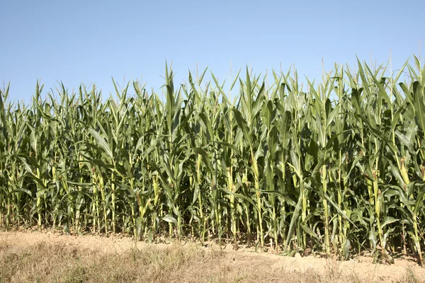 Farming industry - Maize growing on edge of field