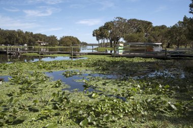 St Johns River Florida bize