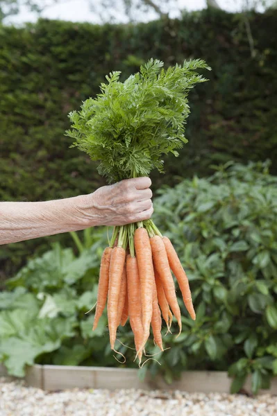 Горстка свежей моркови — стоковое фото