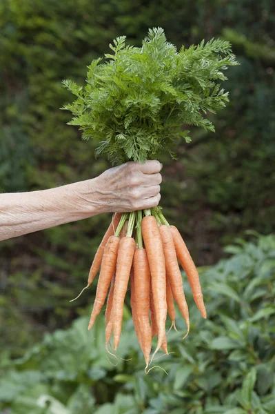Горстка свежей моркови — стоковое фото