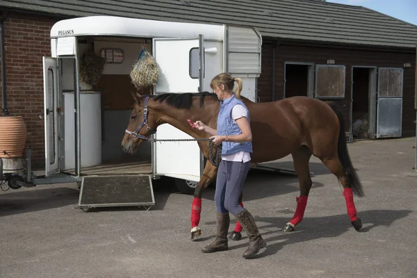 Femme escortant un cheval depuis une boîte à chevaux dans des écuries en Angleterre Royaume-Uni — Photo