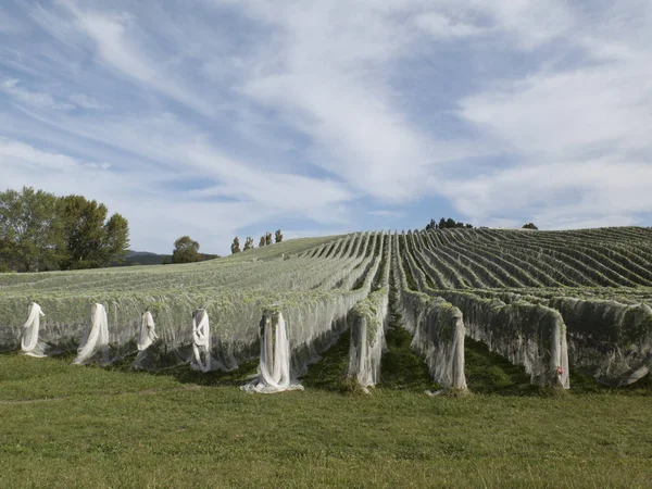 Vinhas cobertas por redes para proteger as uvas das aves — Fotografia de Stock