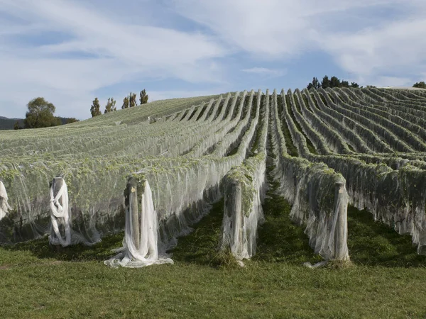 Vinhas cobertas por redes para proteger as uvas das aves — Fotografia de Stock