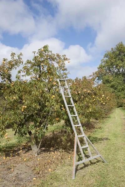 Peach trees in a New Zealand orchard