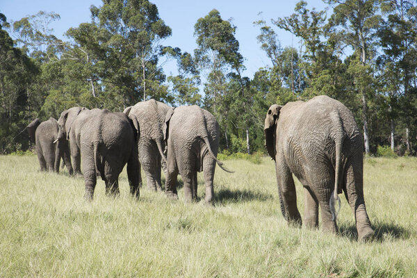 Herd of African elephants walking in grasslands. South Africa