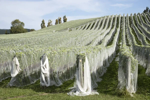 Виноград, покрытый пластиковой сеткой для защиты — стоковое фото