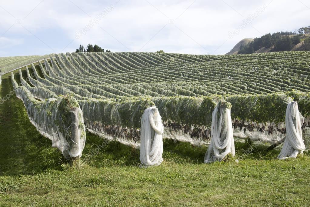 Vines covered in plastic netting for protection