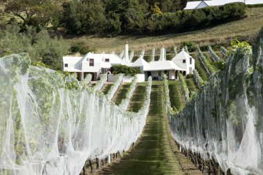 Bağ üzümleri korumak için plastik kaplı üzüm ile