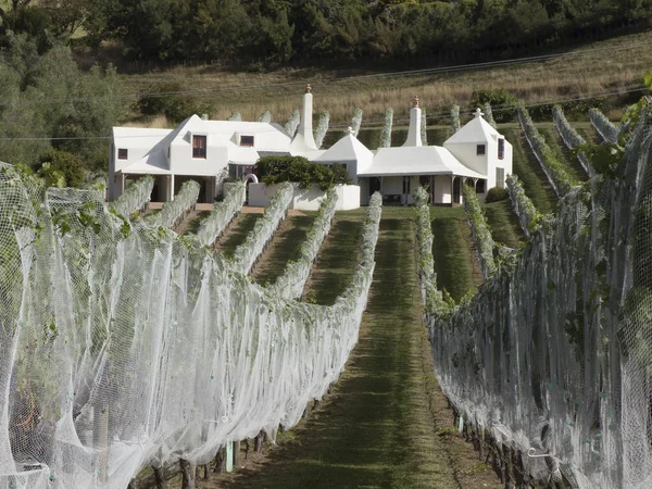 Vinha com vinha coberta de plástico para proteger as uvas — Fotografia de Stock