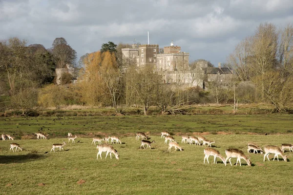 Flock rådjur betar på en historiska engelska slott i Devon England Uk — Stockfoto