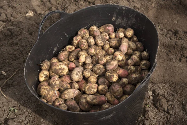 Plastik Kova dolu taze patates kazdık