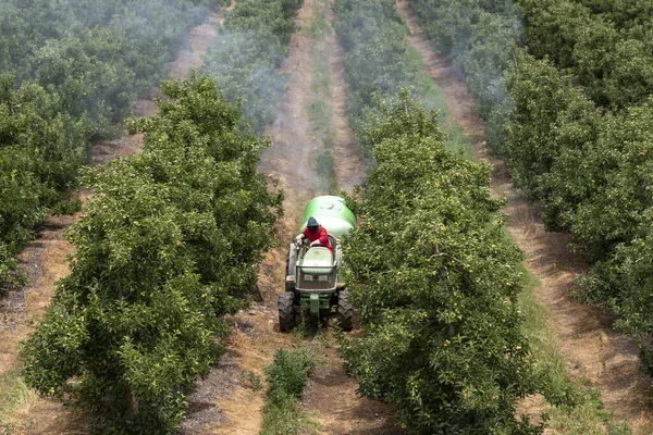 Elgin, Western Cape, South Africa, December 2019. Spraying apple trees in the fruit producing area close to Elgin ajoining the Theewaterskloof Dam, Western Cape