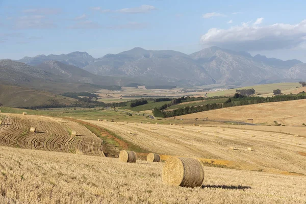 Caledon Western Cape Sudáfrica Diciembre 2019 Finalización Del Tiempo Cosecha — Foto de Stock