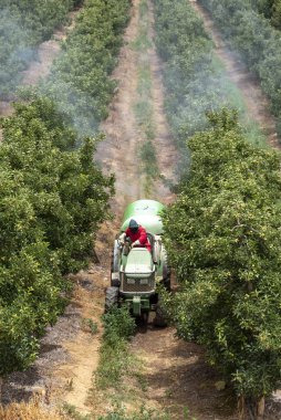 Elgin, Western Cape, South Africa, December 2019. Spraying apple trees in the fruit producing area close to Elgin ajoining the Theewaterskloof Dam, Western Cape