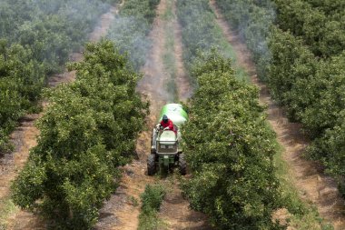 Elgin, Western Cape, South Africa, December 2019. Spraying apple trees in the fruit producing area close to Elgin ajoining the Theewaterskloof Dam, Western Cape