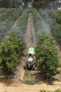 Elgin, Western Cape, South Africa, December 2019. Spraying apple trees in the fruit producing area close to Elgin ajoining the Theewaterskloof Dam, Western Cape