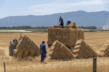Hermon, Swartland, South Africa. December 2019. Farm workers gather the triangular stacks of straw in a field in the Swartland region of the Western cape, South Africa