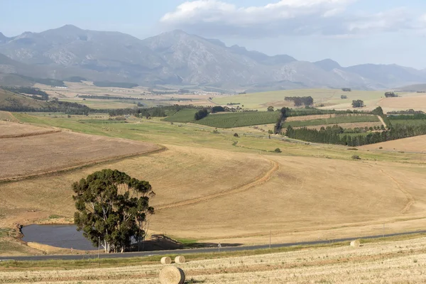 Caledon Western Cape Sudáfrica Diciembre 2019 Con Cosecha Trigo Terminada — Foto de Stock