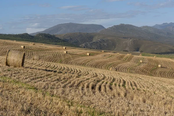 Caledon, Western Cape, South Africa, December 2019.  With the wheat harvest finished some bales remain in this scenic wheatlands area close to Caledon, South Africa.