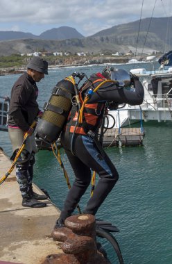 Hermanus, Batı Burnu, Güney Afrika. Aralık 2019. Profesyonel dalgıçlar eğitim kursu. Öğrenci Güney Afrika, Hermanus 'ta denize atladı
